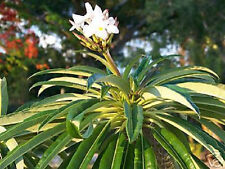 Pachypodium lamerei madagascar d'occasion  Expédié en Belgium
