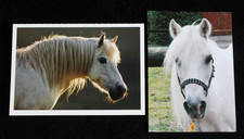 Postkarten welsh pony gebraucht kaufen  Limburg a. d. Lahn