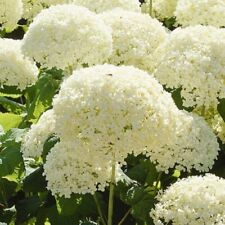 Hydrangea arborescens xxxl for sale  NORTHWICH