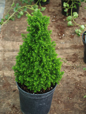 Chamaecyparis thyoides top for sale  KEIGHLEY