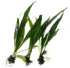 Java fern narrow for sale  PLYMOUTH