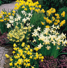 Mixed dwarf daffodils for sale  DONCASTER