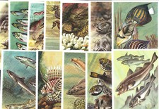 Marine fish animals for sale  BRIDPORT