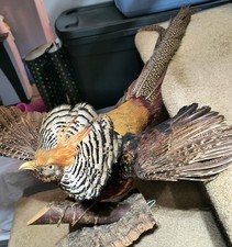 Lady amherst pheasant for sale  Raleigh