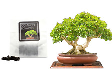 Common boxwood bonsai for sale  HENLEY-IN-ARDEN