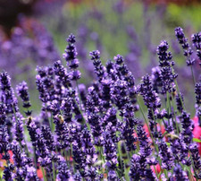 Lavender sensational live for sale  Gate City