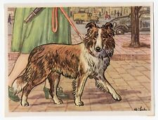 Shetland sheepdog sheltie for sale  COLEFORD