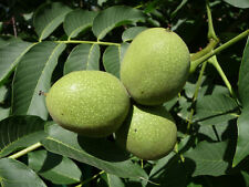 Black walnut stem for sale  Corydon