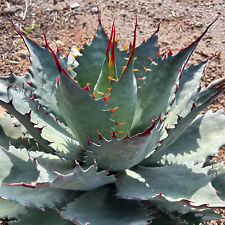 Agave corona del for sale  Tucson