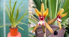 Cymbidium finlaysionianum orch d'occasion  Fumel