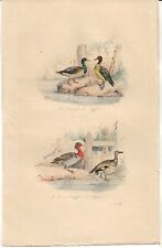 Gravure 19ème coloriée d'occasion Gravure 19ème coloriée d'occasion  Mamers