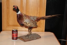 Chinese ringneck pheasant for sale  Brandon
