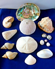 Lot sea shells for sale  WIDNES