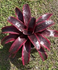 Bromeliad neoregelia titania for sale  USA