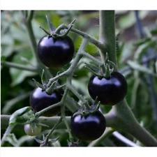 Pomodoro ciliegia nero usato  Trappeto