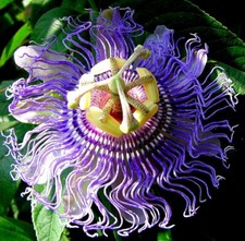 Seed purple passion for sale  Alexandria