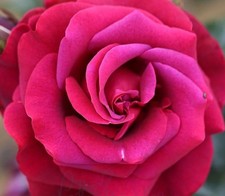 Good gets pink for sale  NOTTINGHAM