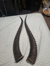 Antique original antelope for sale  Denver