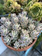 Big beautiful graptopetalum for sale  Stockton