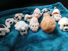 Pound puppies puppy for sale  BRIDGWATER