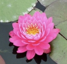 Piece pink lotus for sale  Brooklyn
