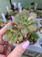 Aeonium macaroon for sale  LONDON