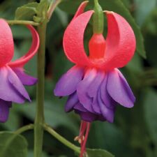 Hardy fuchsia army for sale  BELLSHILL