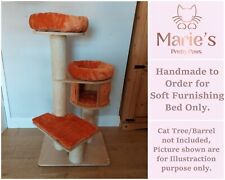 Orange pet cat for sale  CREWE