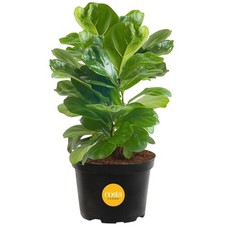 Little fiddle leaf for sale  Clinton Township
