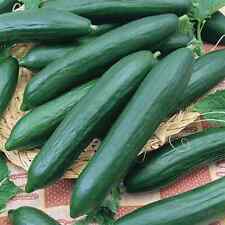 Tendergreen burpless cucumber for sale  Tarpon Springs