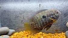 Dimerus chanchita cichlid for sale  Wimauma