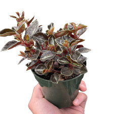 metal pot succulents for sale  Old Town