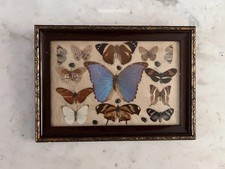 Morpho menelaus blue for sale Morpho menelaus blue for sale  IPSWICH