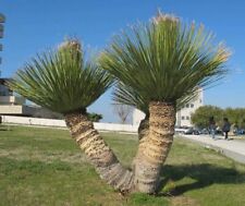 Dasylirion serratifolium palma usato  Valmacca