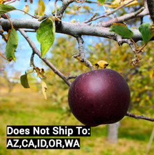 Apple tree arkansas for sale  Fort Mill