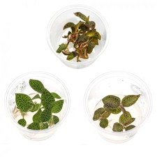 Juwelorchideen macodes terrari gebraucht kaufen  Berlin