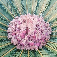 Cycas revoluta seeds usato  Trapani