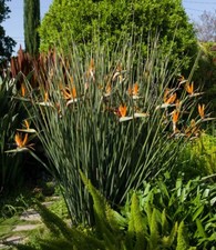 Leafless bird paradise for sale  USA