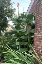 Rare jumbo canna for sale  Detroit