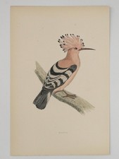 Hoopoe british bird for sale  EDINBURGH