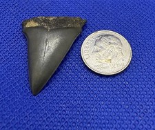 1.24 black extinct for sale  Summerville