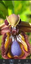 Ophrys speculum bee for sale  WEMBLEY