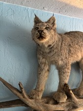 Life size alaskan for sale  Tavernier