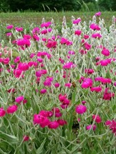 Lychnis coronaria silene for sale  BROMSGROVE