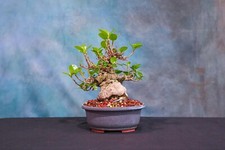 Green island ficus for sale  North Fort Myers