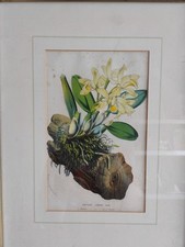 Framed antique colour for sale  CLEVEDON