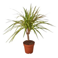 Dracaena marginata sunshine for sale  Old Town
