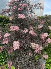 Sambucus nigra black gebraucht kaufen  Dillingen a.d.Donau