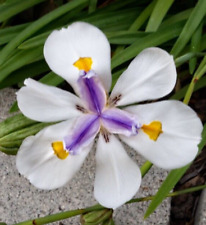 Iris africano dietes usato  Caravaggio