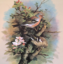 Basil ede chaffinch for sale  Sahuarita